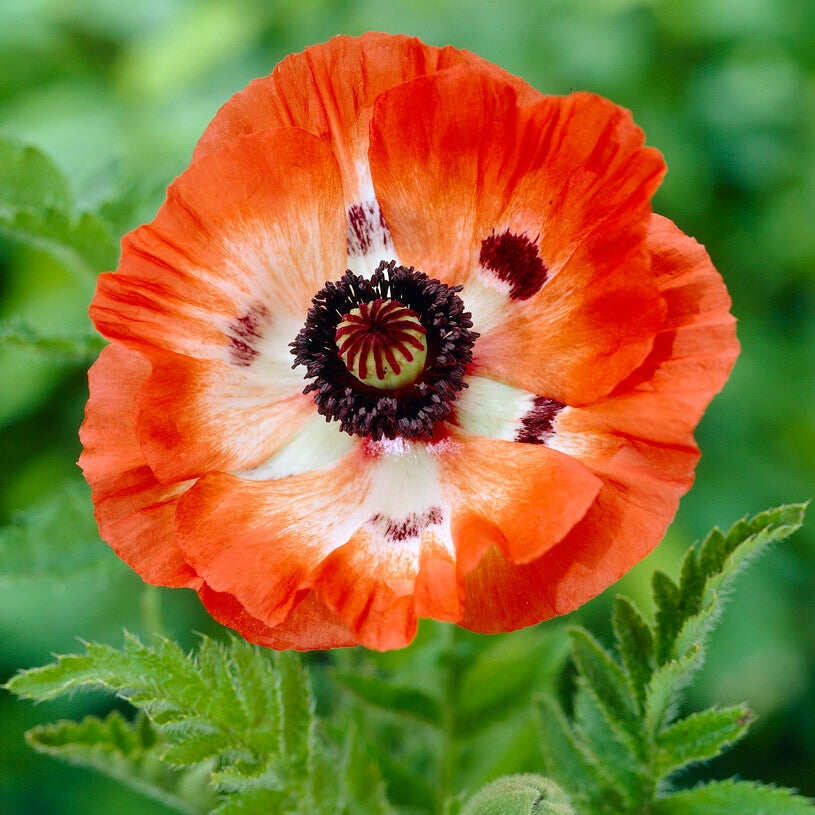 Valmue-Papaver 'Oriental Pinnacle' 1-pakning